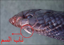 www.alhadeeqa.com_vb_imgcache_2008_02_56.jpg